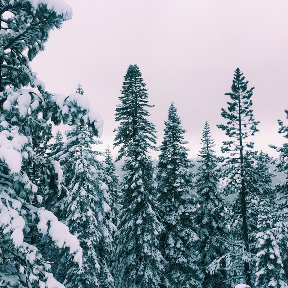 Meet your Posher, Cosette - Picture 1 of 1